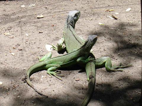 Beach and Nature One-Day Tour Guatemala