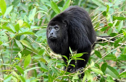 Belize Zoo Belize
