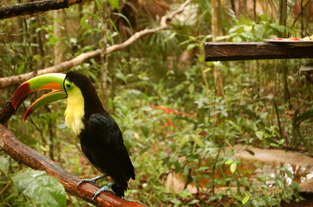 Bird watching in Belize