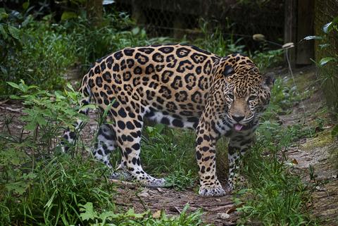 Zoológico de Belice