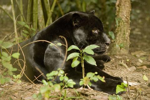 Belize Zoo