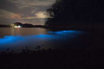 Tour de bioluminiscencia en kayak