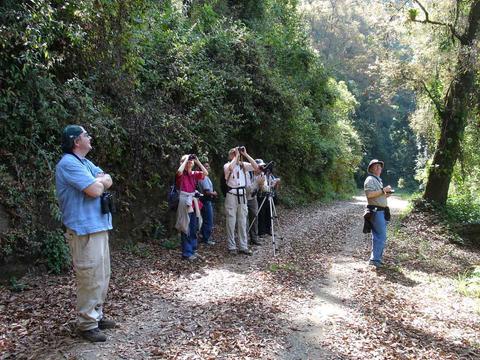 Birding Tour at Tikal
