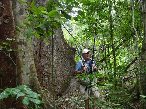 Birding Tour at Tikal Guatemala