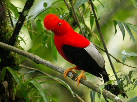 Refugio de Paz Birdwatching Tour