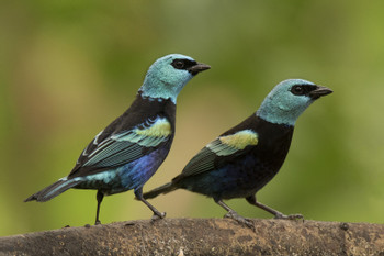 BIRD WATCHING TOUR REFUGIO DE PAZ photo 3
