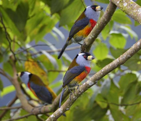 Refugio de Paz Birdwatching Tour Ecuador