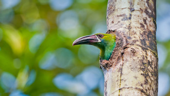 BIRD WATCHING TOUR REFUGIO DE PAZ photo 4