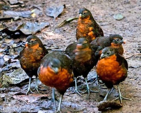 Refugio de Paz Birdwatching Tour