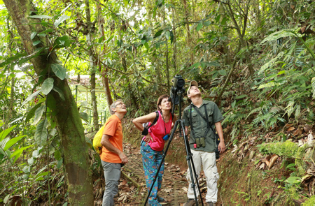 Tirimbina Birdwatching Tour