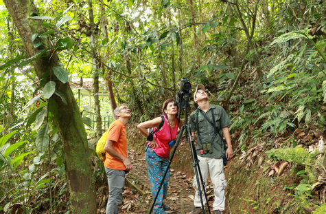 Tirimbina Birdwatching Tour