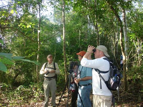 Observación de Aves en Tikal y Yaxhá