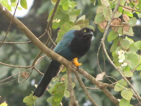 Observación de aves en Finca Filadelfia