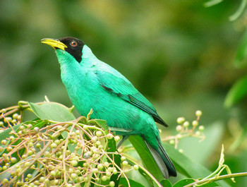 Bird Watching on Pipeline Road photo 4