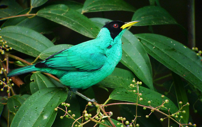 Bird Watching on Pipeline Road Photo