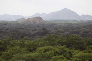 Bosque de Pomac and Sicán Museum Half-Day Tour photo 5