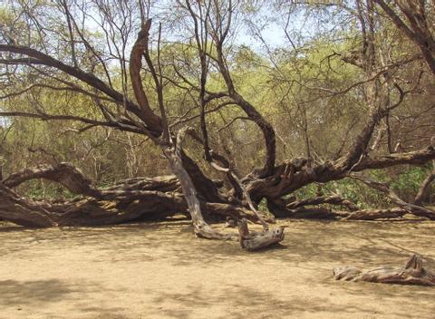 Bosque de Pomac y Museo Sicán- Tour de medio día Peru
