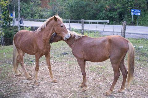 Breakfast & Horseback Ride Guatemala