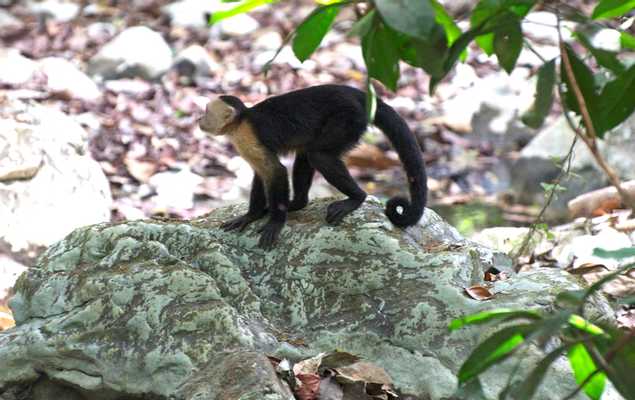 Cabo Blanco National Park Hike