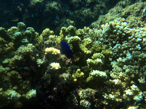 Caño Island Scuba Diving 