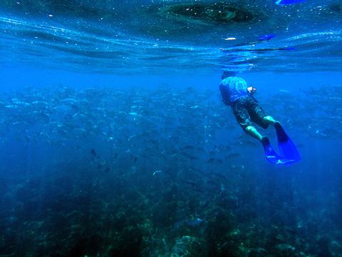 Caño Island Scuba Diving  Costa Rica