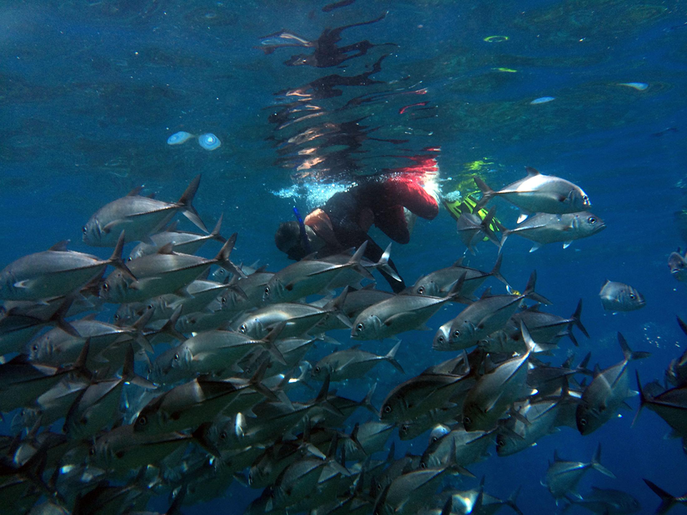 Snorkel Tour Cano Island, Costa Rica