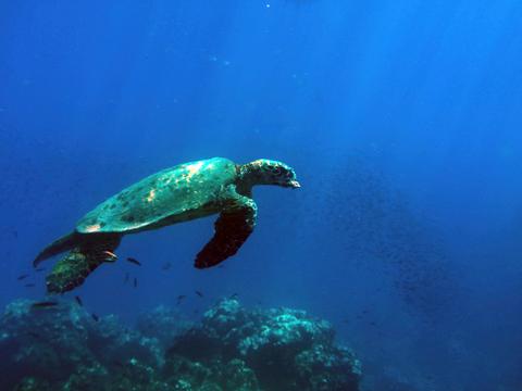 Cano Island Snorkeling