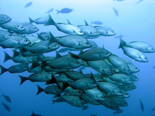 Caño Island Tour-, Costa Rica