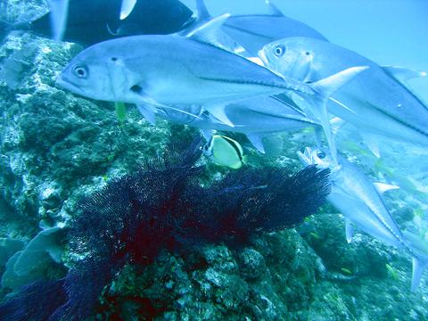 Caño Island Tour- Costa Rica