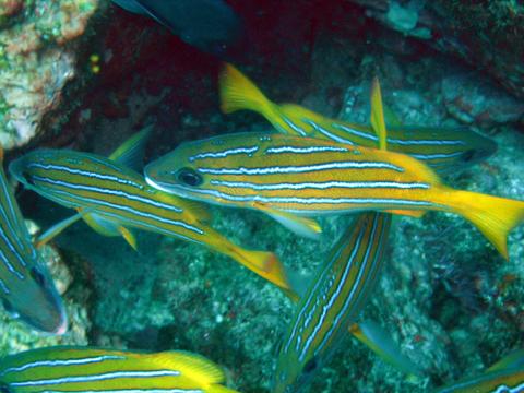 Caño Island Tour- Costa Rica