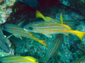 Caño Island Tour- photo 2