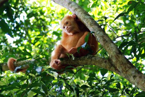 Cano Negro Wildlife Reserve Costa Rica