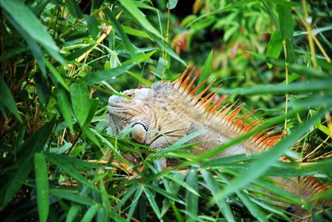 Cano Negro Wildlife Reserve