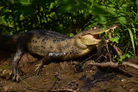 Cano Negro Wildlife Reserve Costa Rica