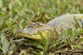 Reserva de Vida Silvestre Caño Negro photo 3