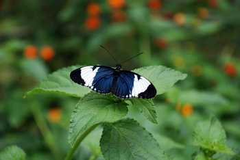 Selvatura Zip Lines, Suspension Bridges & Butterflies