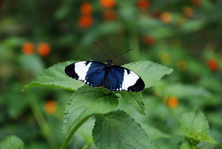 Selvatura Zip Lines, Suspension Bridges & Butterflies photo 2