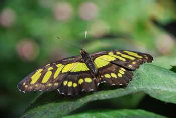 Selvatura Zip Lines, Suspension Bridges & Butterflies