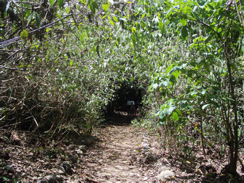 Carara National Park Tour photo 5