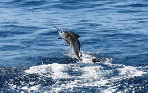 Caribbean Fishing