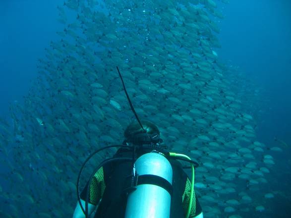 Catalina Islands Scuba Diving , Costa Rica