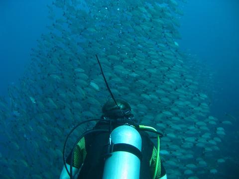 Catalina Islands Scuba Diving 