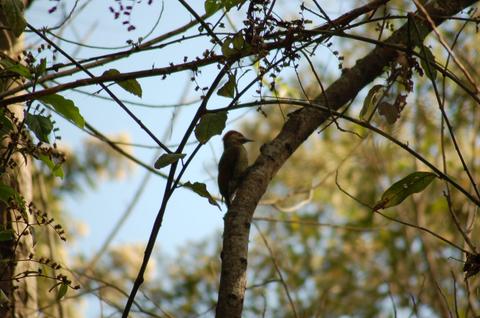 Search for The Bushy-Crested Jay in Cayala Park Guatemala