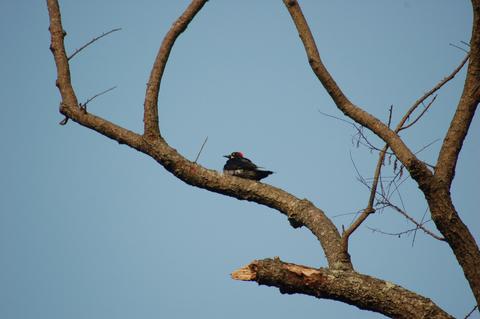 Search for The Bushy-Crested Jay in Cayala Park