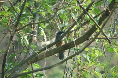 Search for The Bushy-Crested Jay in Cayala Park Guatemala