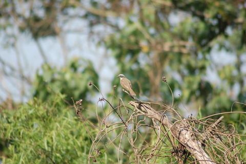 Search for The Bushy-Crested Jay in Cayala Park