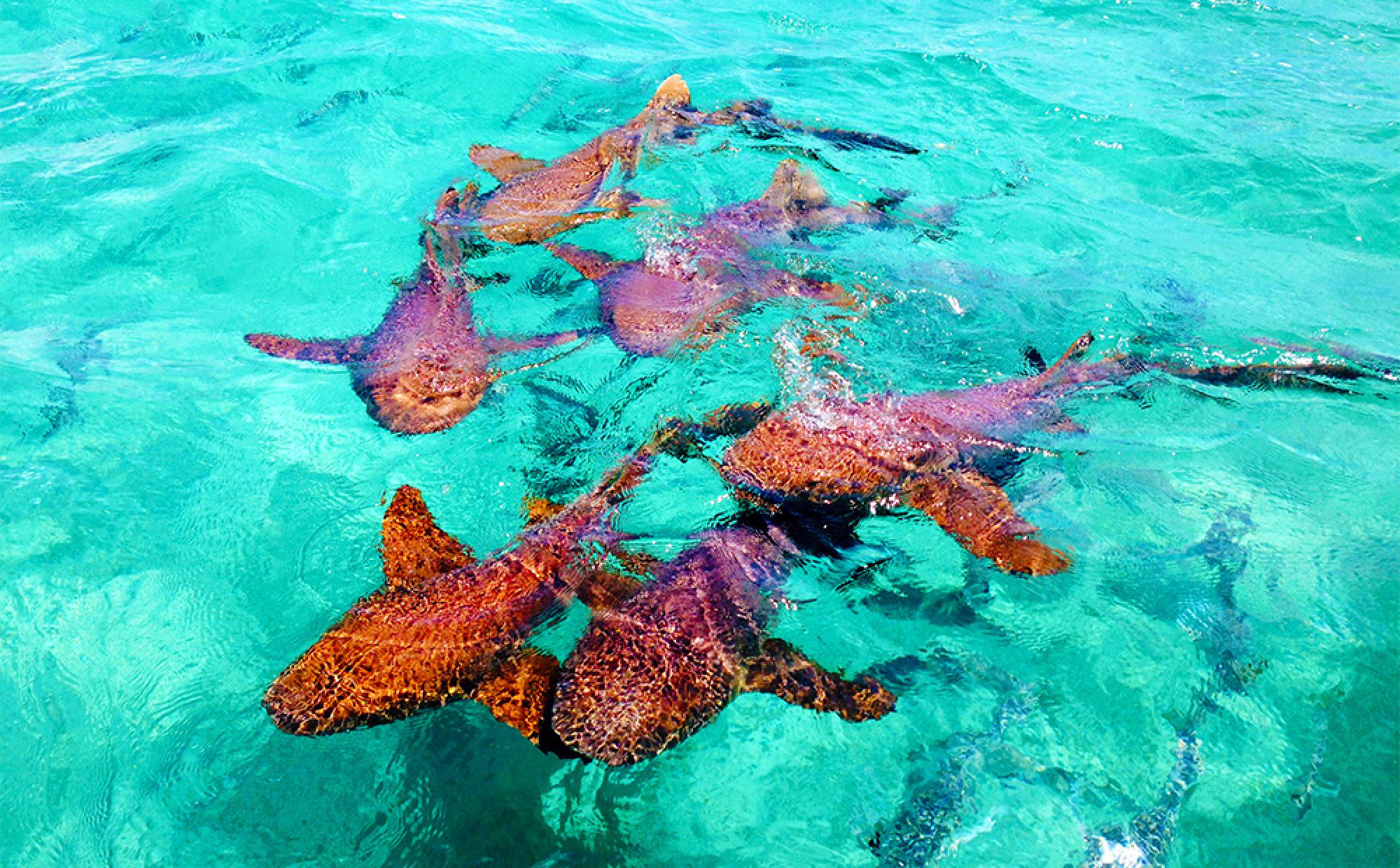Caye Caulker Sail and Snorkel Tour — Ambergris Caye, Belize