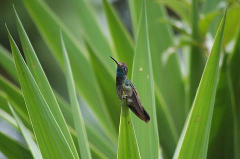 Cerro Alux and the Blue-throated Motmot