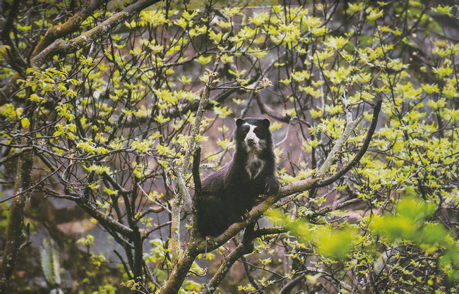 Chaparri Nature Reserve Full Day Tour photo