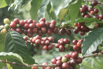 Chicoj Coffee Tour photo 2